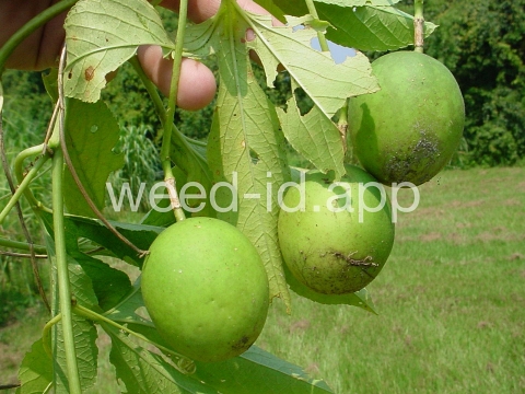 passionflower, maypop